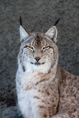 Fototapeta premium Lynx