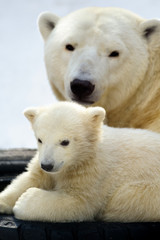 Fototapeta premium Polar bear cub with his mom