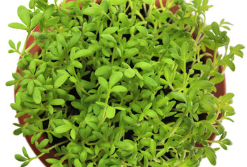 Cress in ceramic pot