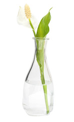 Spatiphyllum flower in a vase