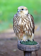 Peregrine Falcon (Falco peregrinus)