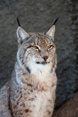 Lynx