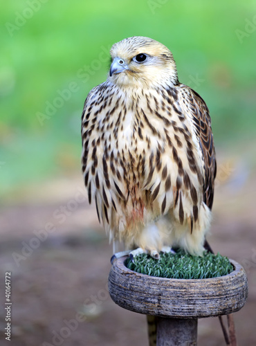 Peregrine Falcon: açıklama ve fotoğraf 89