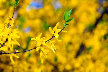 Yellow blossoms of forsythia