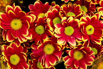 chrysanthemum