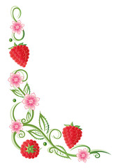 Ranke, Himbeeren, Obst, Früchte, bunt, vector