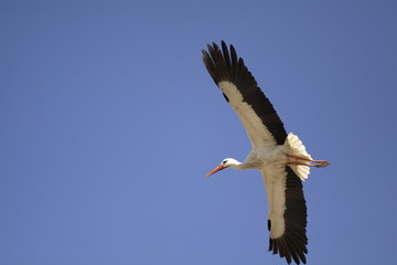 White stork in flight