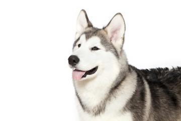 Portrait of five month old alaskan malamute