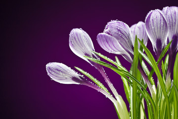 Closeup of crocuses over lilac background, with copy space