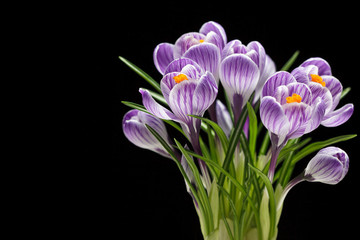Closeup of crocuses over black background, with copy space
