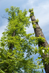 Poplar trunk © Lidara