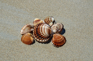 Sea shells on a beach