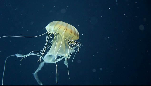 schwimmende Qualle