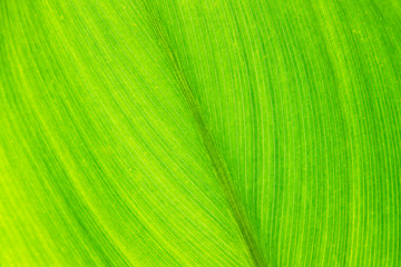 Green leaf with veins, close up
