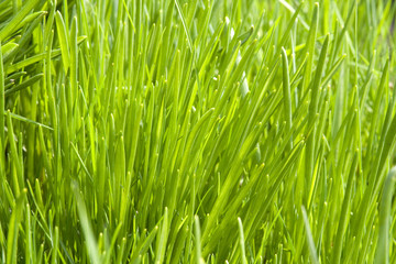 Green grass