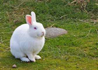 White Bunny
