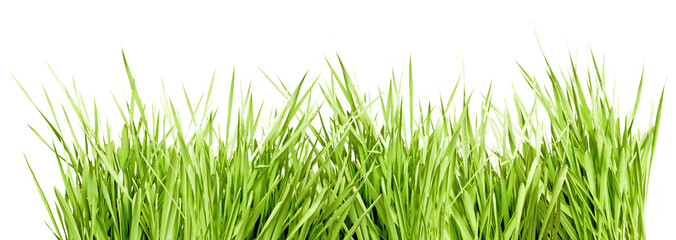 Green Grass