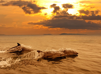 Trois dauphins jouant dans la mer au coucher du soleil