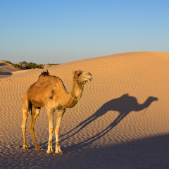 Dromadaire dans le Grand Erg Oriental