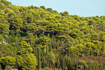 Las w górach na wyspie Zakynthos, Grecja - obrazy, fototapety, plakaty