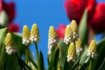 White grape hyacinth