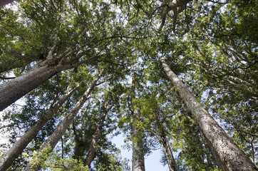 Kauri Puketi Forest, NZ