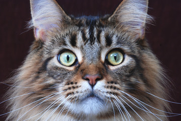 Maine Coon cat