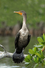 Double-crested Cormorant (Phalacrocorax auritus)
