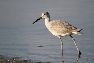 Willet Wading in a Shallow Pond - Florida