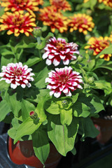 nursery zinnias