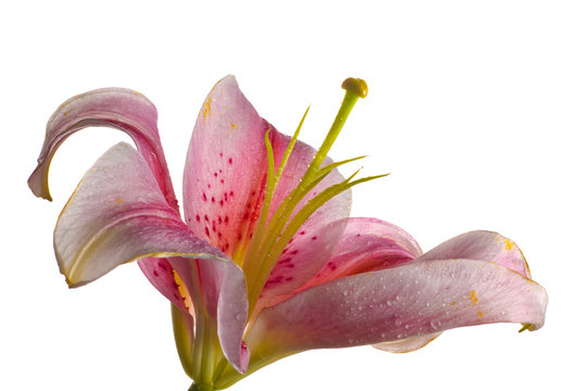 Close-up of Pink Stargazer lily flowerisolated on white