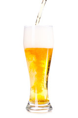 fresh lager