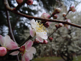 The flower of the plum＠梅の花