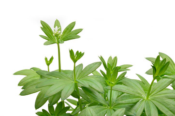 Obraz premium Waldmeister