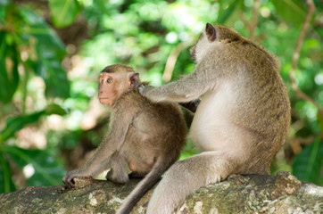 monkey