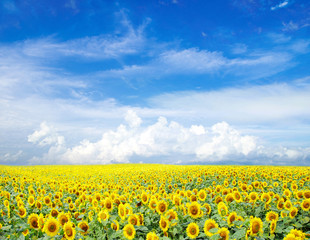 Fototapeta premium sunflower field