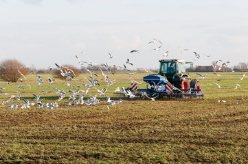 Traktor mit Saatstriegel