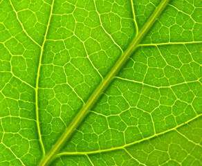 LEAF TEXTURE