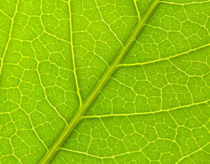 LEAF TEXTURE