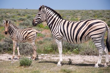 Fototapeta na wymiar Zebra z dzieckiem, Etosha Park, Namibia