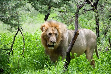 Old african lion watch from grass, Etosha Park, Namibia