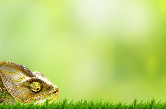 Chameleon on beautiful green grass