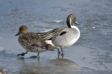 オナガガモのペア