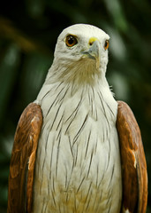 Beautiful portrait of a Peregrine Falcon.