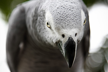 African Grey Parrot eating a peanut