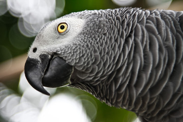 Fototapeta premium African Grey Parrot eating a peanut