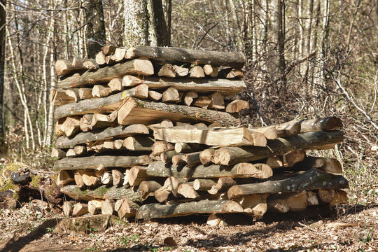 pile de bois de chauffage stocké en forêt
