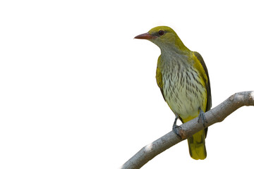 Female Golden Oriole isolated on white background