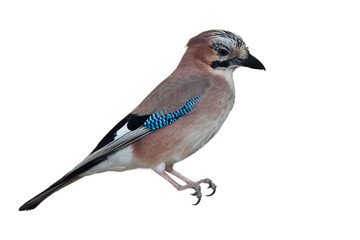 Eurasian Jay isolated on white background