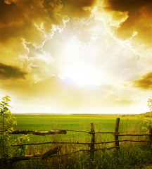 Fototapeta premium grass and sunset